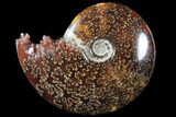Polished, Agatized Ammonite (Cleoniceras) - Madagascar #94258-1